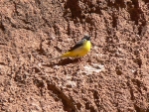 gGrey Wagtail.jpg